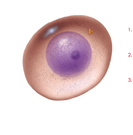 <ol><li><p><span style="background-color: transparent; font-family: "Twentieth Century", sans-serif;">Cell grows to nearly twice in size</span></p></li><li><p><span style="background-color: transparent; font-family: "Twentieth Century", sans-serif;">Nucleus makes a copy of its DNA</span></p></li><li><p><span style="background-color: transparent; font-family: "Twentieth Century", sans-serif;">Organelles are also replicated</span></p></li></ol><p></p>