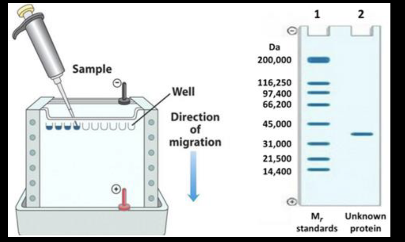 <p><span>used anytime you need to know </span>what proteins are in a sample, how big they are, or how much of them there is</p><ol><li><p>Get proteins and treat them with heat and SDS (a detergent that makes them all - charged)</p></li><li><p>Put proteins into wells on the top of the gel (- electrode on top, + electrode on bottom) → they all travel to the + electrode</p></li><li><p>small proteins → closer to bottom, large proteins → closer to top</p></li></ol><p></p>