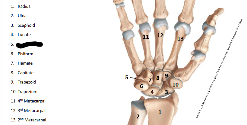 <p>What are the landmarks within <strong>Wrist/Hand?</strong></p>