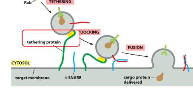 <p>tethering: rab protein are recognized and bounded by tethering proteins found on target membrane bringing two into close proximity </p>