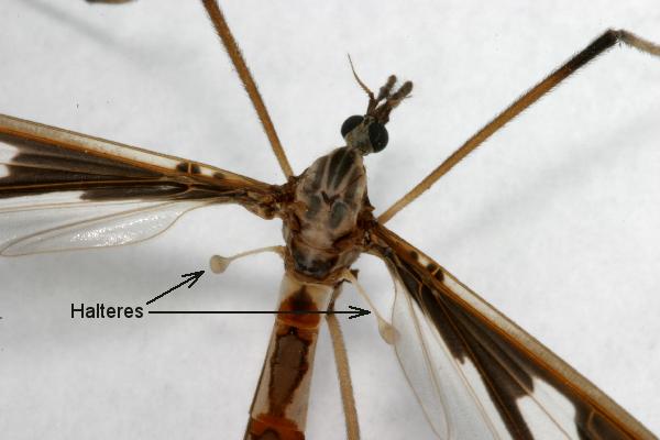 <ol><li><p>Crane fly</p></li><li><p>Diptera</p></li><li><p>Halteres</p></li><li><p>Orient them in flight</p></li></ol><p></p>