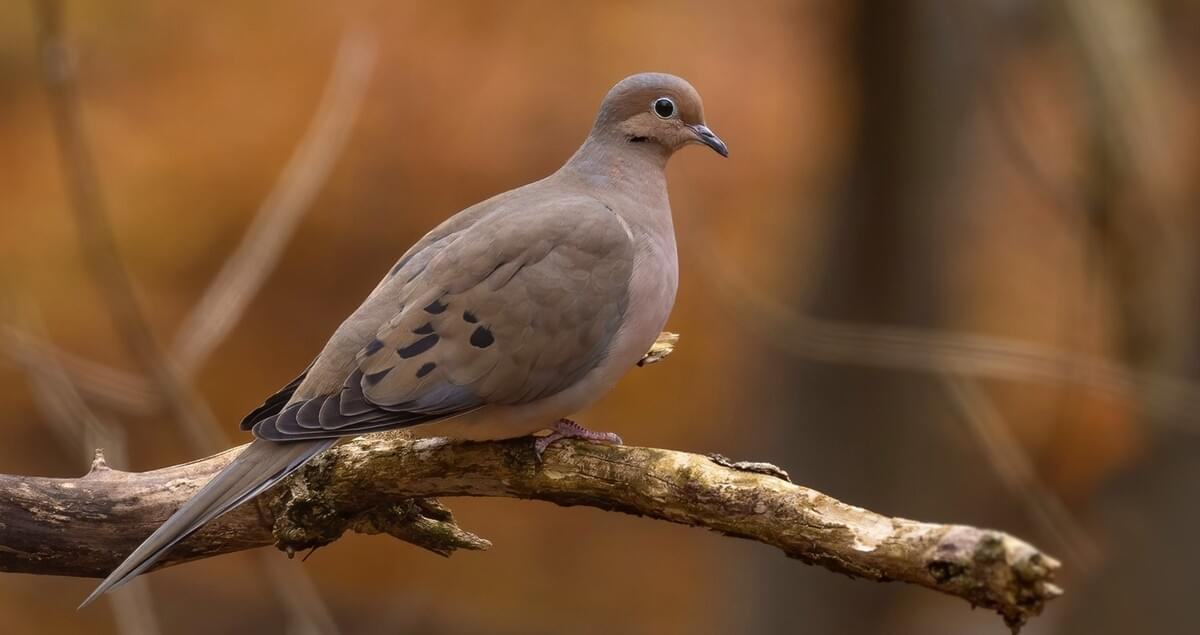 <p>Mourning Dove (MODO) Call/song</p>