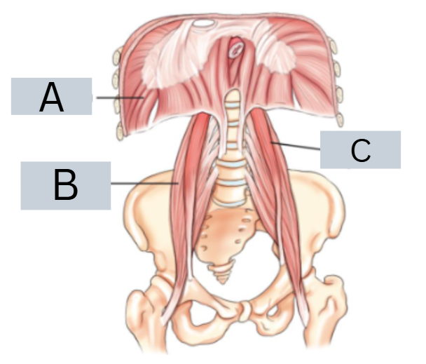 <p>label anatomy</p>