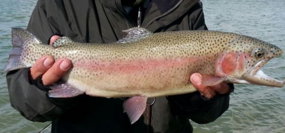 <p>Rainbow trout</p>