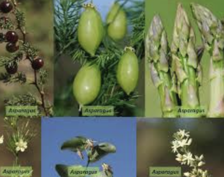 <p>Asparagaceae is the ________ family</p>