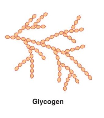 <ul><li><p>glycogen is the storage form of glucose in animals</p></li><li><p>long, branched chains of glucose</p></li><li><p>stored in muscle and liver</p></li><li><p>easily broken down and mobilized</p></li><li><p>increased sites for enzyme action</p></li><li><p>not stored after death, so eating meat does not provide glycogen</p></li></ul><p></p>