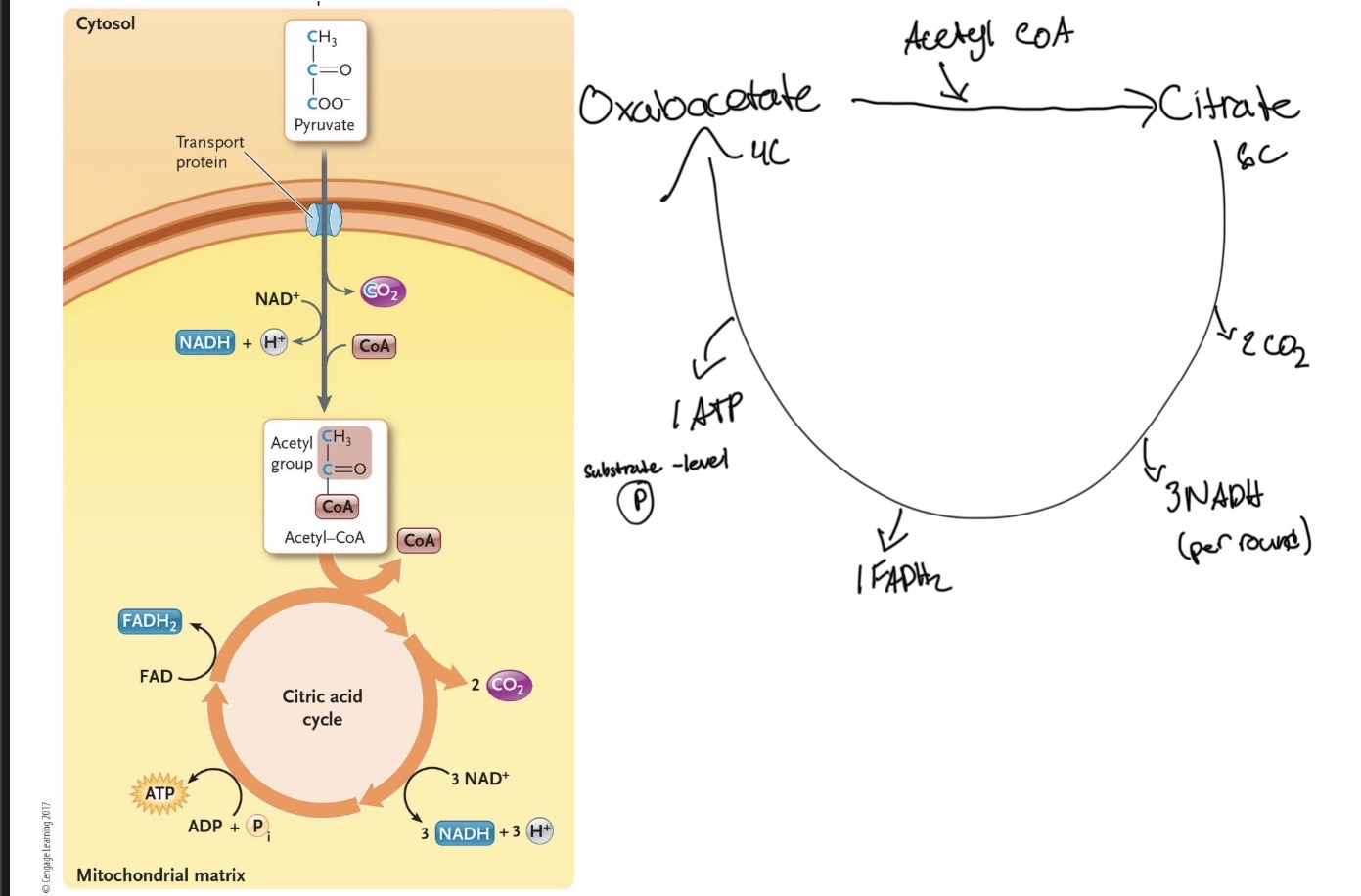knowt flashcard image