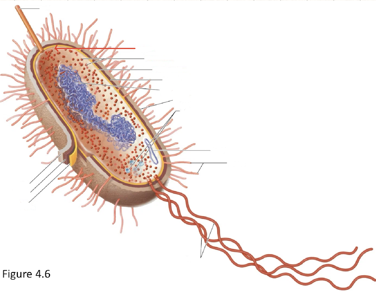 <p>cytoplasm</p>