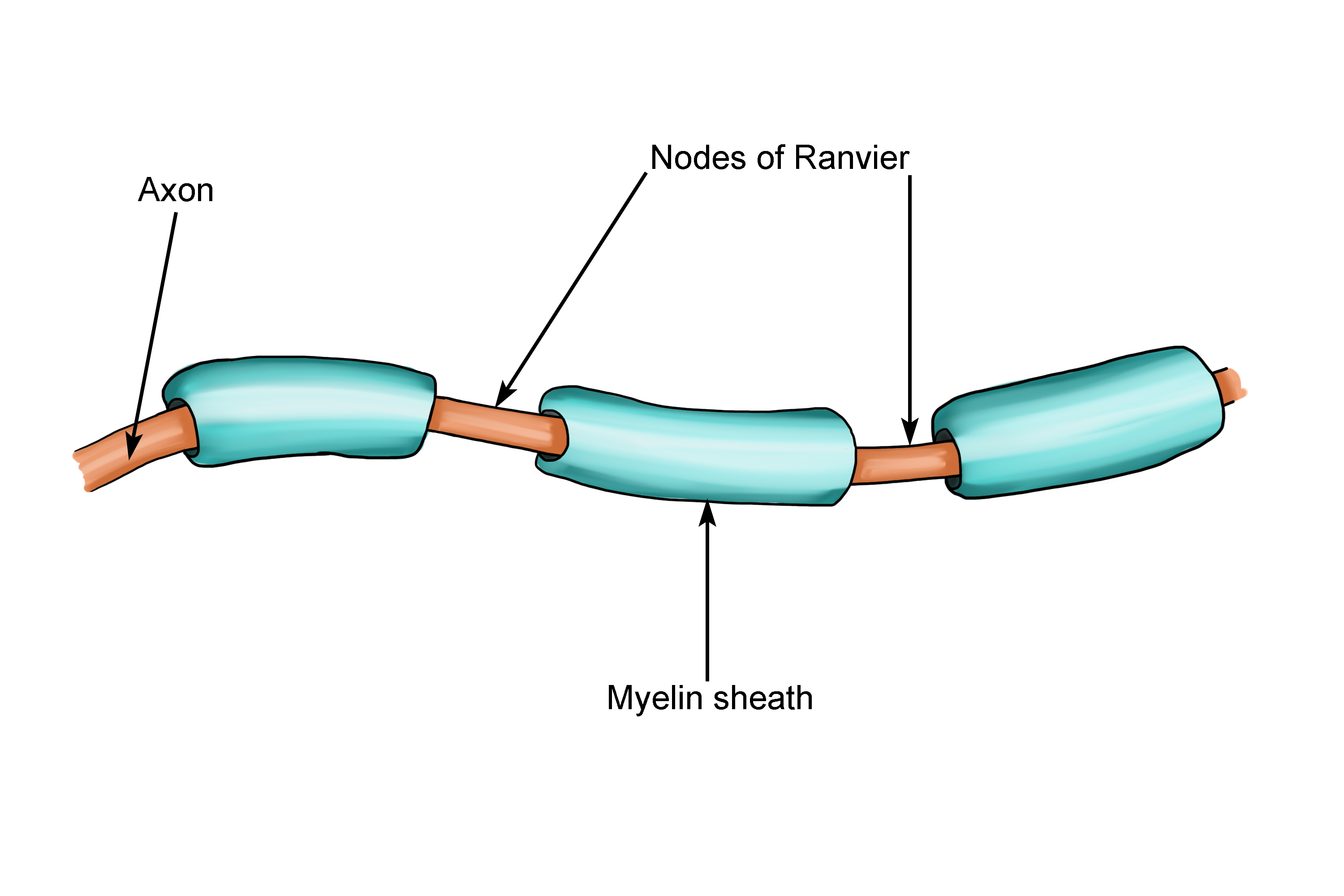 <p><strong>Nodes of Ranvier</strong> are <strong>gaps</strong> between the <strong>Schwann cells</strong> making up the myelin sheath. <br>Electrical <strong>impulses jump</strong> between nodes, which speeds up signal transmission. This is known as <strong>saltatory conduction</strong>.</p><p><br></p>