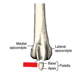 <p>Q: …… is the smooth groove on the distal cranial femur for articulation with the patella.<br>A. Extensor fossa </p><p>B. Patellar surface </p><p>C. Trochanteric fossa </p><p>D. Acetabulum</p>