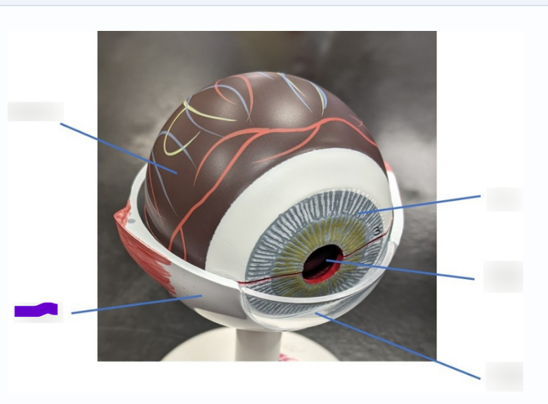 <p>What is this layer</p>
