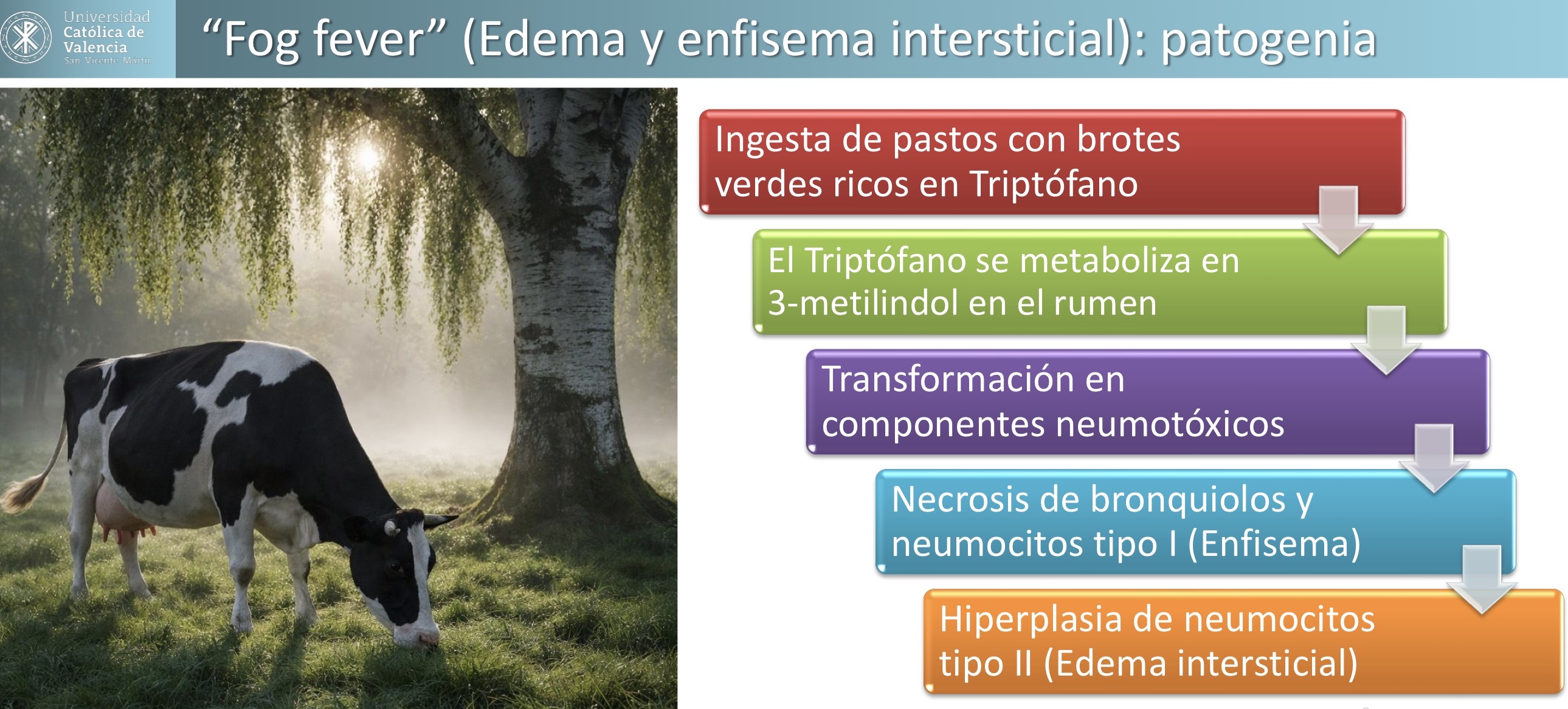<p>RESPIRATORIO: Fog fever</p><p>Edema y enfisema intersticial </p>