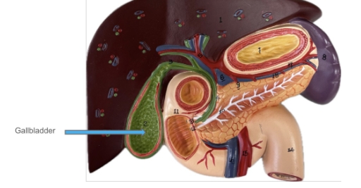 <p>gallbladder </p>
