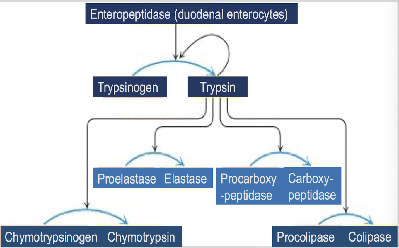 <p>activates other pancreatic proenzymes</p>