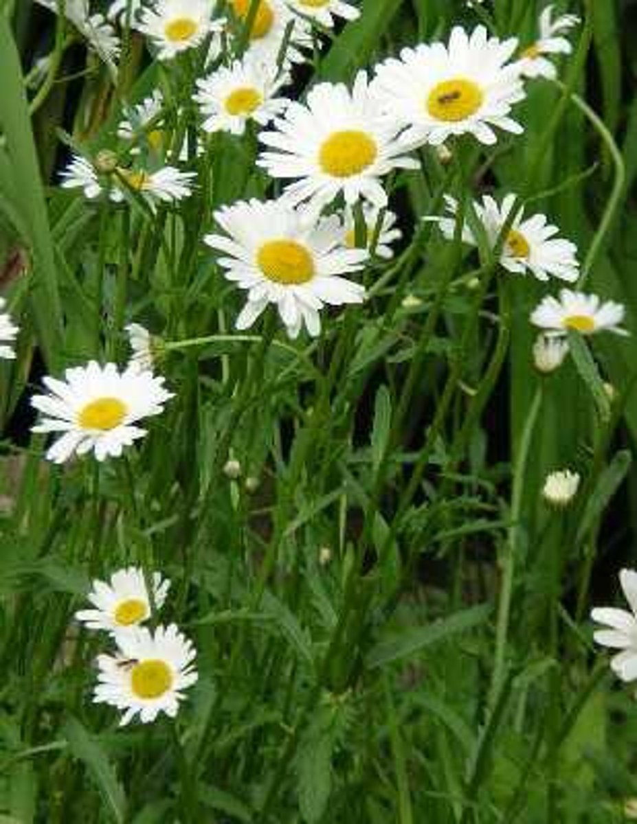 <p>Asteraceae family</p><p>3 multiple choice options</p>