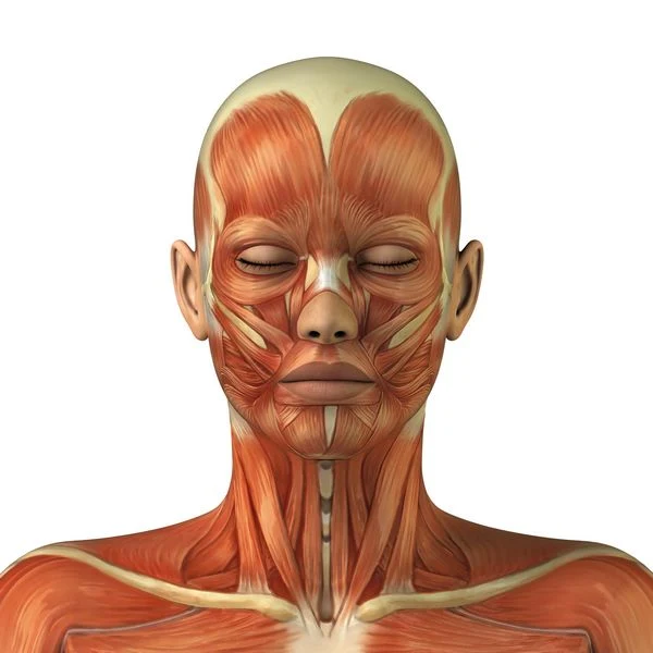 <p><span style="color: rgb(253, 0, 255);"><strong>Location</strong></span>: “cheek muscles” that aid in compressing the cheek to blow air.</p>