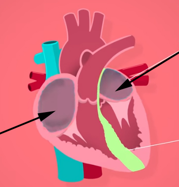 <p><br><span>The two arrows are pointing to what structures?</span></p>