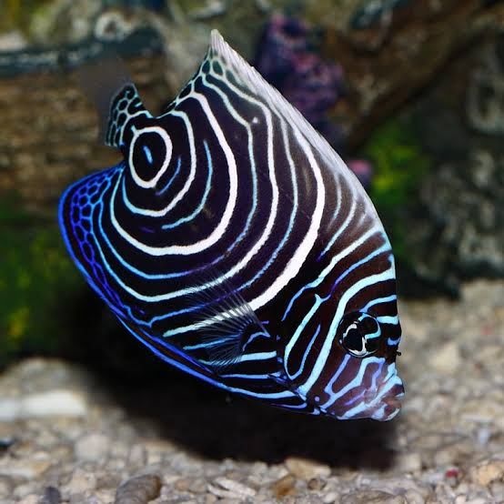 <p>Pomacanthus imperator</p>