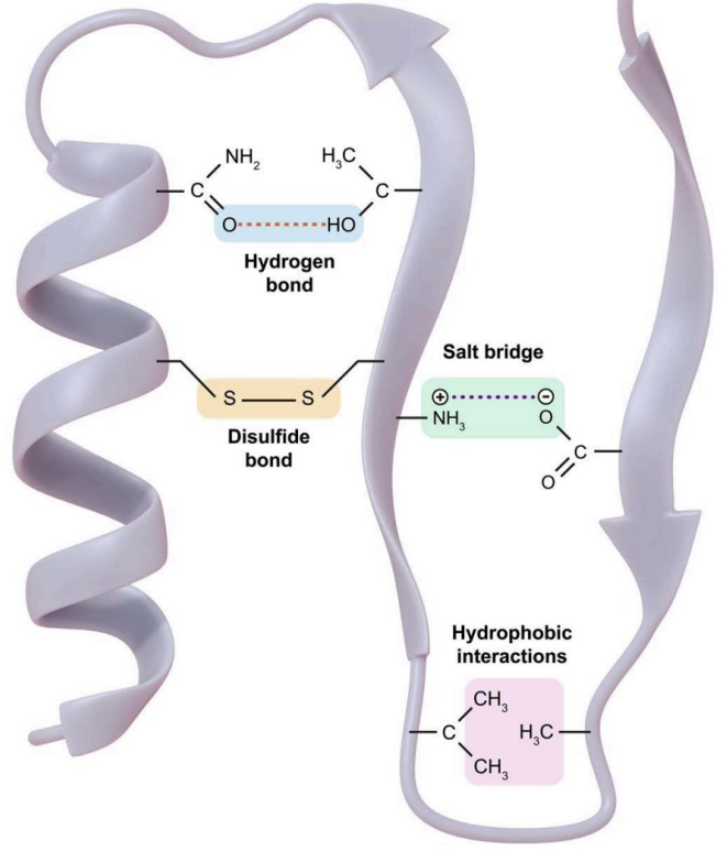<ul><li><p>Secondary structures are stabilized by<strong> H-bonds.</strong> Tertiary and quaternary structures are stabilized by<strong> H-bonds, ionic interactions, van der Waals forces, hydrophobic interactions, and disulfide bonds.</strong></p></li><li><p>Each level <strong>depends on the level below it.</strong></p></li><li><p>Folding is dictated by the <strong>order of AAs in the primary structure.</strong></p></li></ul><p></p>