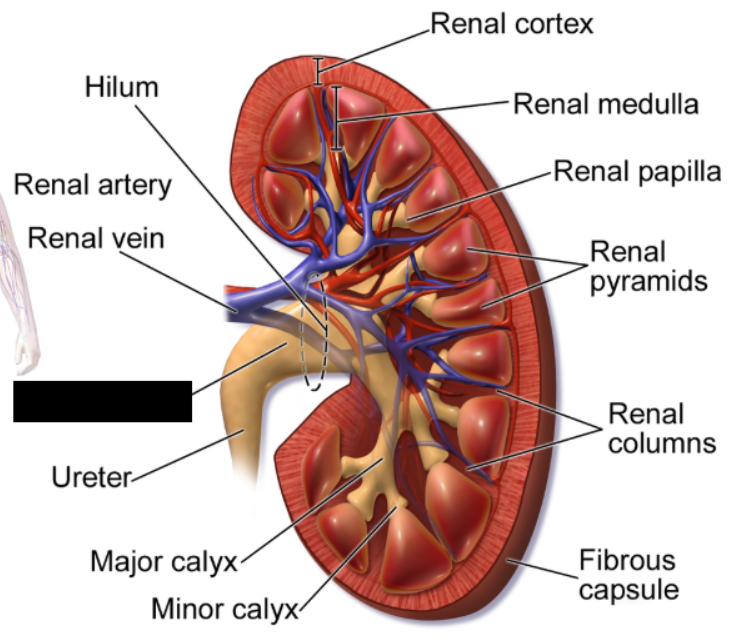 <p><span>A funnel-shaped structure located at the center of each kidney. </span>Its primary function is to collect urine produced by the kidney and funnel it down into the ureter, which then transports it to the bladder.</p>