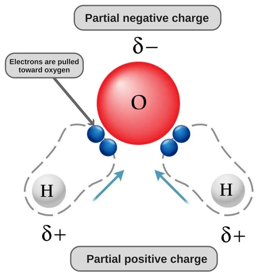 <ul><li><p>Oxygen has higher electronegativity than hydrogen </p></li><li><p>This means that it wants the electrons more than hydrogen does</p></li></ul><p></p>