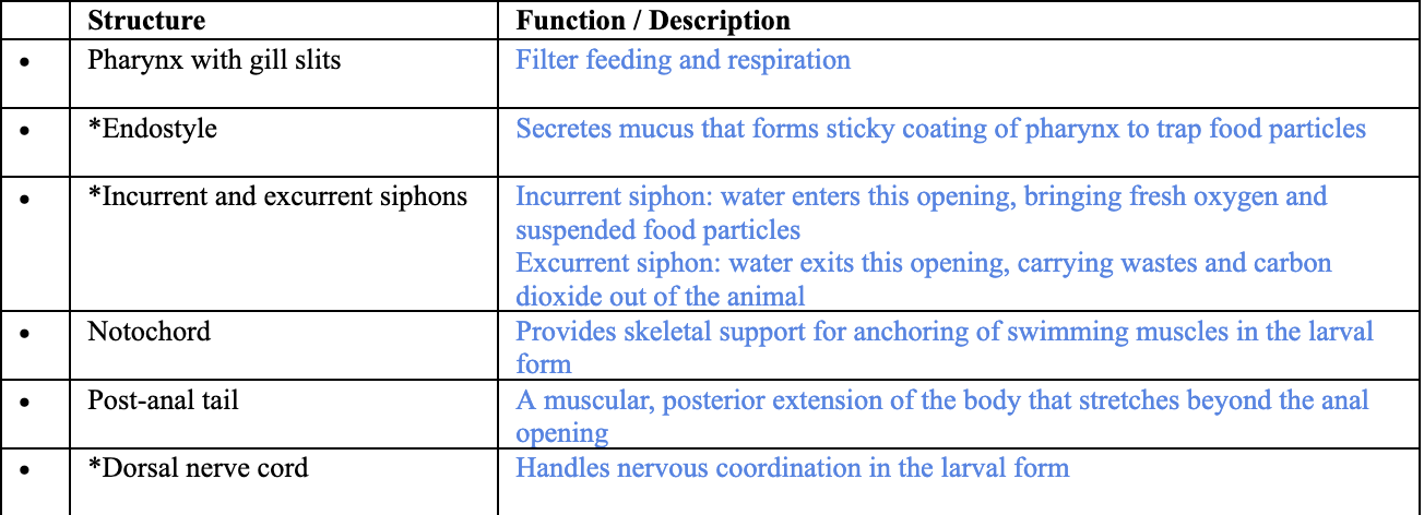 <p><span style="background-color: transparent;">Clade Urochordata (Tunicata) within Clade Chordata </span></p>