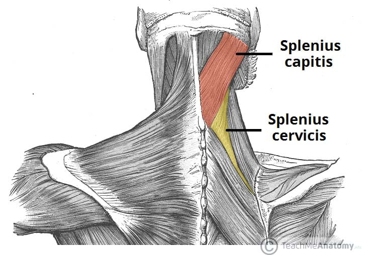<ul><li><p>function (what the muscle does - its action)</p></li></ul><p>Rotation of head to same side (unilateral action)</p><p>Extension of neck (bilateral contraction)</p><p>• innervation (what nerve makes the muscle work)</p><p>Cervical spinal nerves </p>