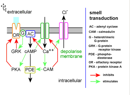 <p>Signal Transduction Pathway</p><ul><li><p>Volatile hydrophobic odorant → binding proteins w/in mucus layer → receptors on cilia of olfactory neurons → Gs/Gq activation </p></li><li><p>Outcome: Increase [Ca++} → AP generation in activated ORNs → glutamate (excitatory) NT release → OB neurons </p></li></ul><p></p><div data-type="horizontalRule"><hr></div><p>Olfactory Detection &amp; Adaptation Mech:</p><ul><li><p>Ca+2 inhibition of activity of cation channel &amp; adenylate cyclase </p></li><li><p>Desensitization of olfactory receptor by PKA via cAMP</p></li></ul><p></p>