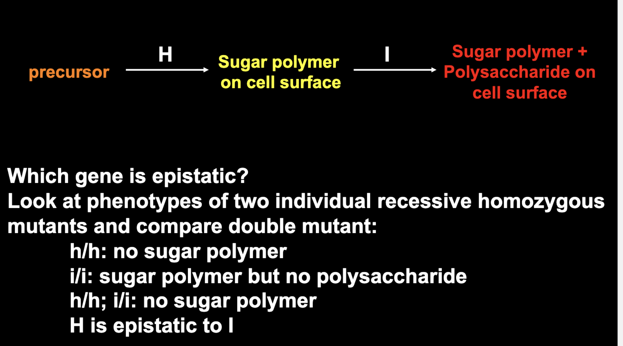 <p>We can depict the relationship between the H and I genes</p><p>as a biochemical pathway</p><ol><li><p>Step 1 (H gene): Determines whether the H substance is produced on the red blood cell surface. (if hh then the H sugar polymer is not present and nothing can attach) </p></li><li><p>Step 2 (ABO gene): Determines whether A and/or B sugars are added to the H substance. (if they are not but H is present, then it is regular type O) </p></li></ol><p></p><p></p><ul><li><p>The H gene is functional (<code>HH</code> or <code>Hh</code>). This means the individual can produce the H substance (sugar polymer) on the surface of their red blood cells.</p></li><li><p>The ABO genotype is <code>ii</code>. Both alleles are nonfunctional, so neither A nor B sugars are added to the H substance.</p></li><li><p>The result is normal type O blood, because the red blood cells have H substance but neither A nor B antigens.</p></li></ul><p></p>