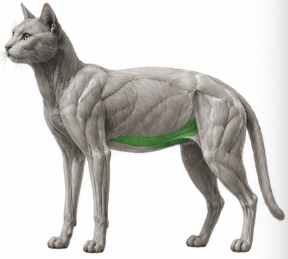 <p>What cat muscle is this?</p>