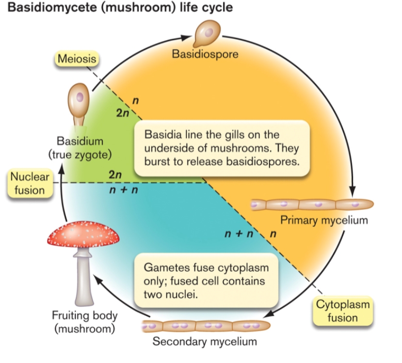 <p>What is the Basidiomycota life cycle</p>