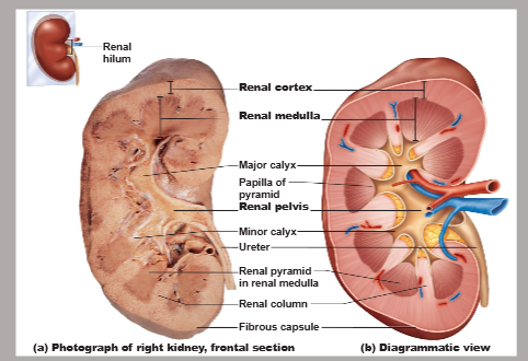 <p>trace the journey of urine starting from the renal papilla to the ureter</p>