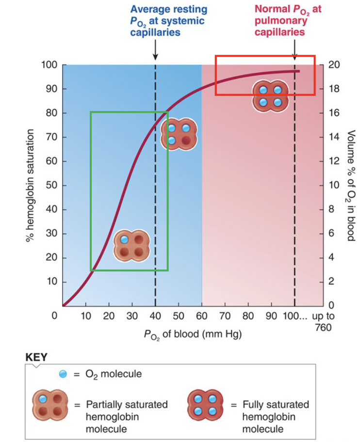 <ul><li><p><strong>Plateau region (lungs):</strong> Large changes in PO₂ cause small changes in Hb saturation (acts as a safety feature to ensure oxygen is received throughout the body) → Hb binds O₂ strongly and remains highly saturated.</p></li><li><p><strong>Steep region (tissues):</strong> Small decreases in PO₂ cause large decreases in Hb saturation → Hb releases O₂ easily.</p></li></ul><p></p><p><strong>Link to CO₂:</strong><br>↑ CO₂ (and H⁺) in tissues reduces Hb's affinity for O₂, making O₂ unload even more easily where it is needed. This results in the CO₂ then being picked up by Hb, while the O₂ is unloaded</p>