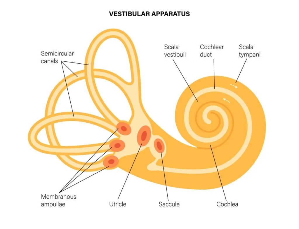 <p>vestibular apparatus →</p><ol><li><p>3 semicircular canals/ducts</p><ol><li><p>anterior </p></li><li><p>lateral </p></li><li><p>posterior</p></li><li><p>all looped tubulars in inner ear</p></li></ol></li><li><p>ampullae</p></li><li><p>utricle</p></li><li><p>saccule </p></li></ol><p></p>