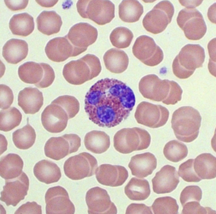 <p>What cell is this?</p>