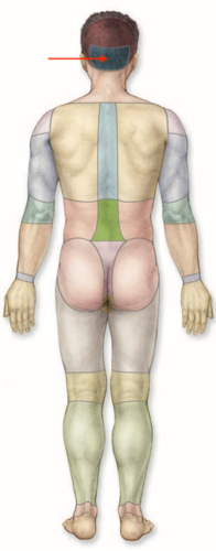 <p>what is this section called?</p>