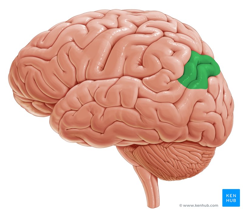 <p>Associatiegebied in de pariëtale cortex dat betrokken is bij het koppelen van klanken aan tekens en het integreren van betekenis tijdens lezen.</p>