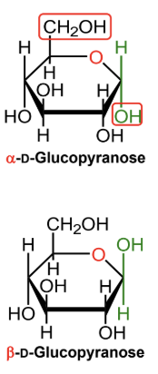 <p>What new stereochemical label appears for cyclized sugars?</p>