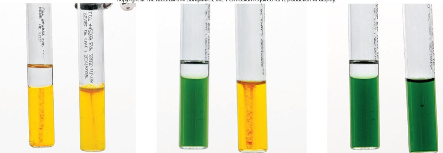<p>O-F glucose positive result?</p>
