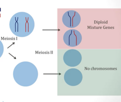 <p>- 2 diploid cells (only supposed to be 1N 1C)</p><p>- 2 cells with NO chromosomes</p>