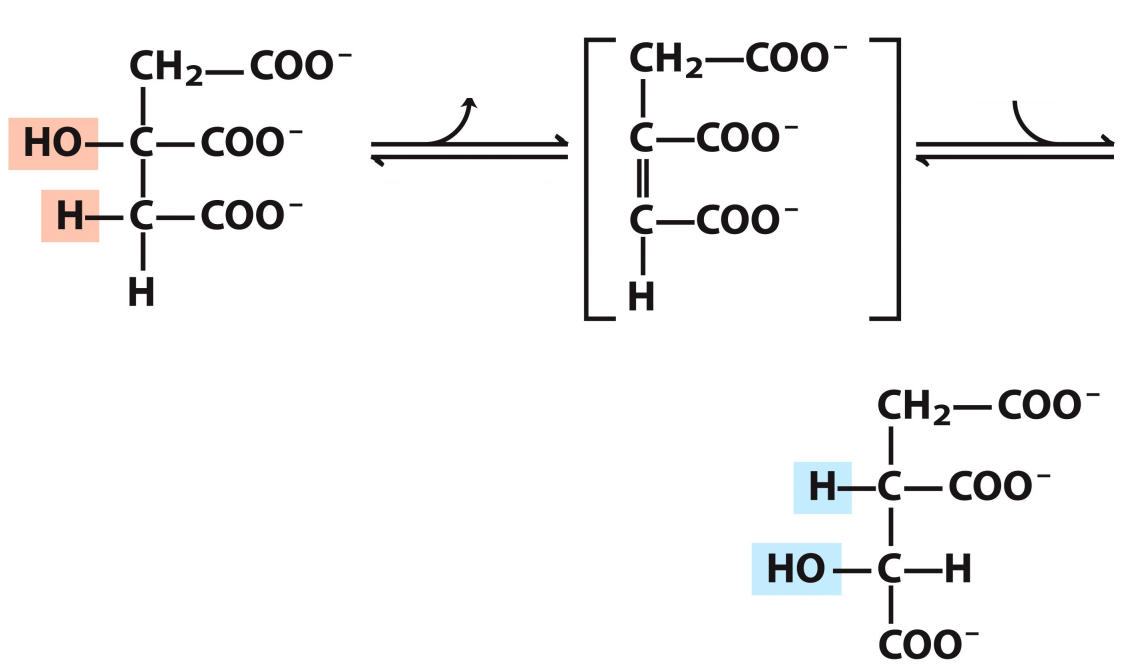 <p>What enzymes catalyze this reaction? What are the intermediates, if any?</p>