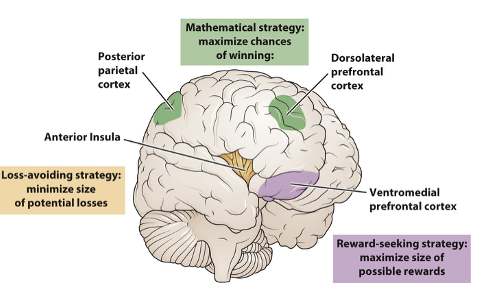 <p>Area that is activated when individuals use possible gains to make decisions</p>