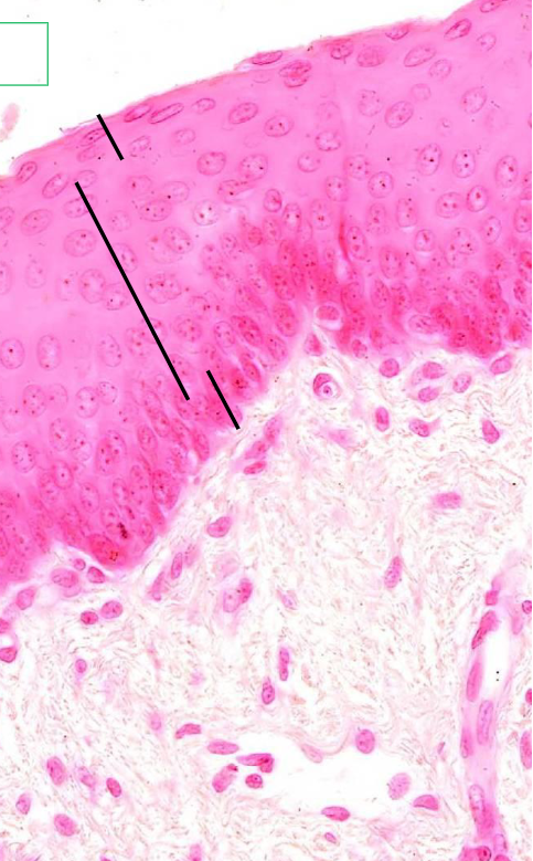 <p>welk epitheel</p>