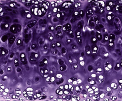 <p>What type of tissue is this?</p>