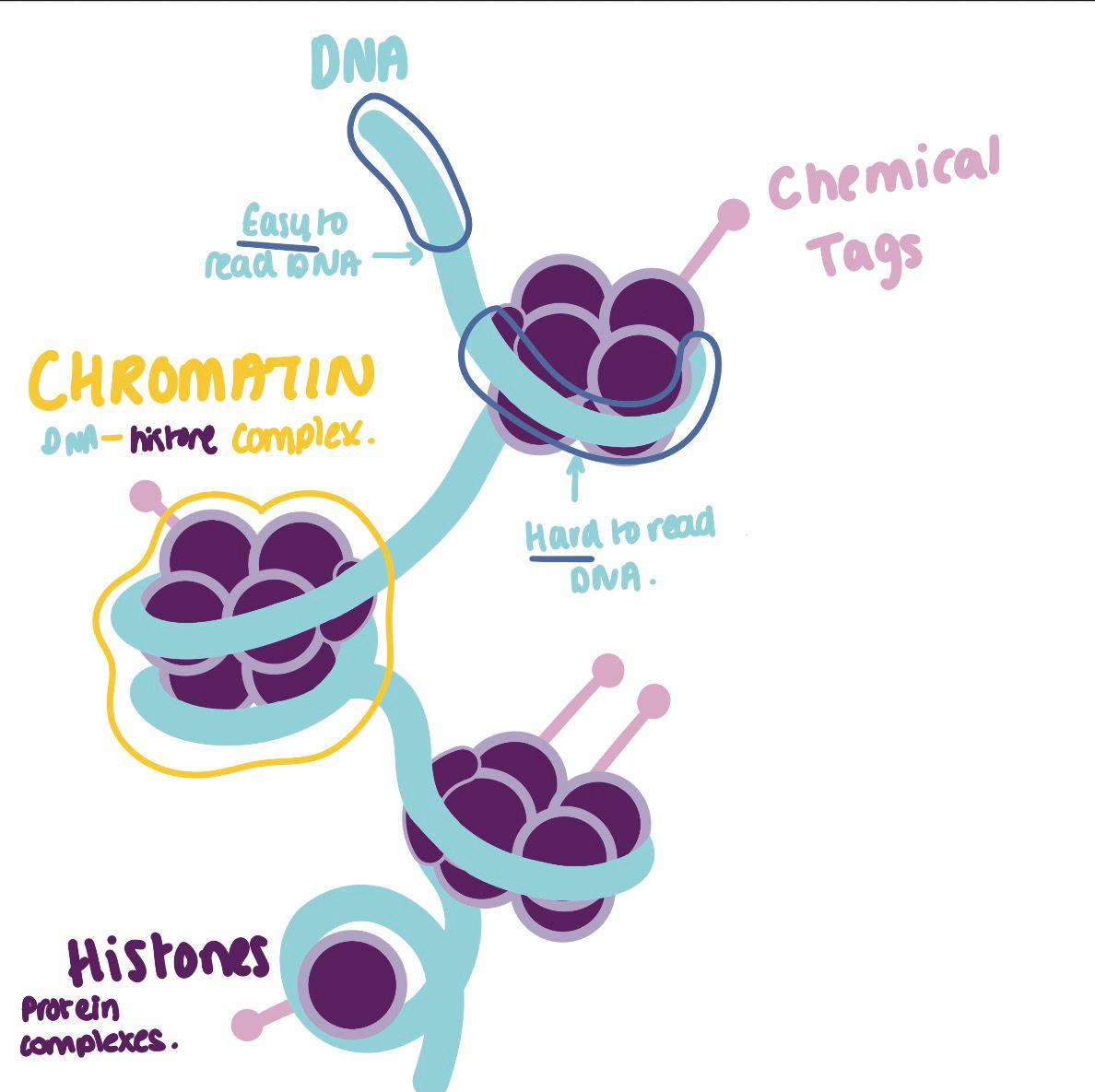 <ul><li><p>EPIGENOME: Comprises all of the chemical compounds that have been added to the entirety of the genome as a way to regulate gene expression.</p></li><li><p>Both DNA and histones have chemical tags attached to them.</p><ul><li><p>Number and position of chemical tags affects shape of DNA-histone complex. </p></li></ul></li></ul><p></p>