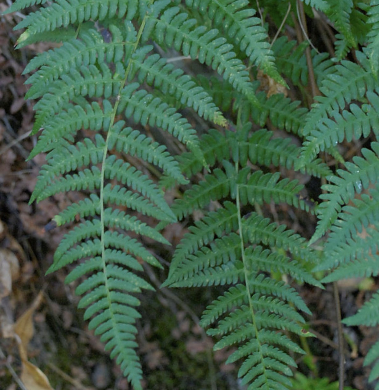 <p>Dryopteris arguta</p>