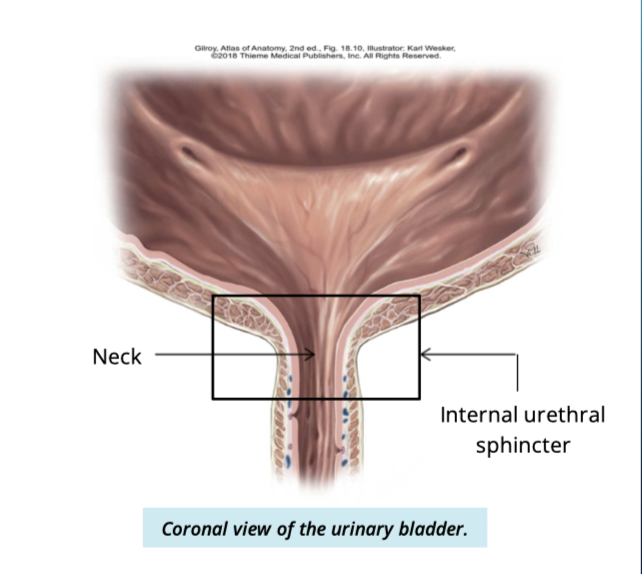 <ul><li><p>constricted portion </p></li><li><p>connected to the urethra inferiorly </p></li><li><p>surrounded by an internal urethral sphincter </p><ul><li><p>made up of smooth muscle </p></li><li><p>involuntary control </p></li></ul></li></ul><p></p>