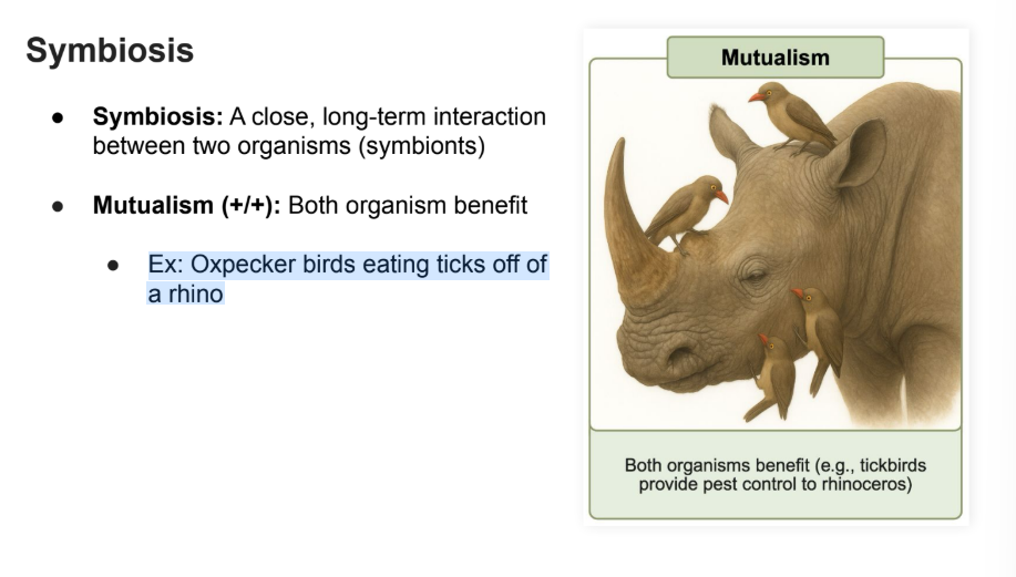 <p><strong>Both organisms benefit</strong></p><p>Ex: Oxpecker birds eating ticks off of a rhino</p>