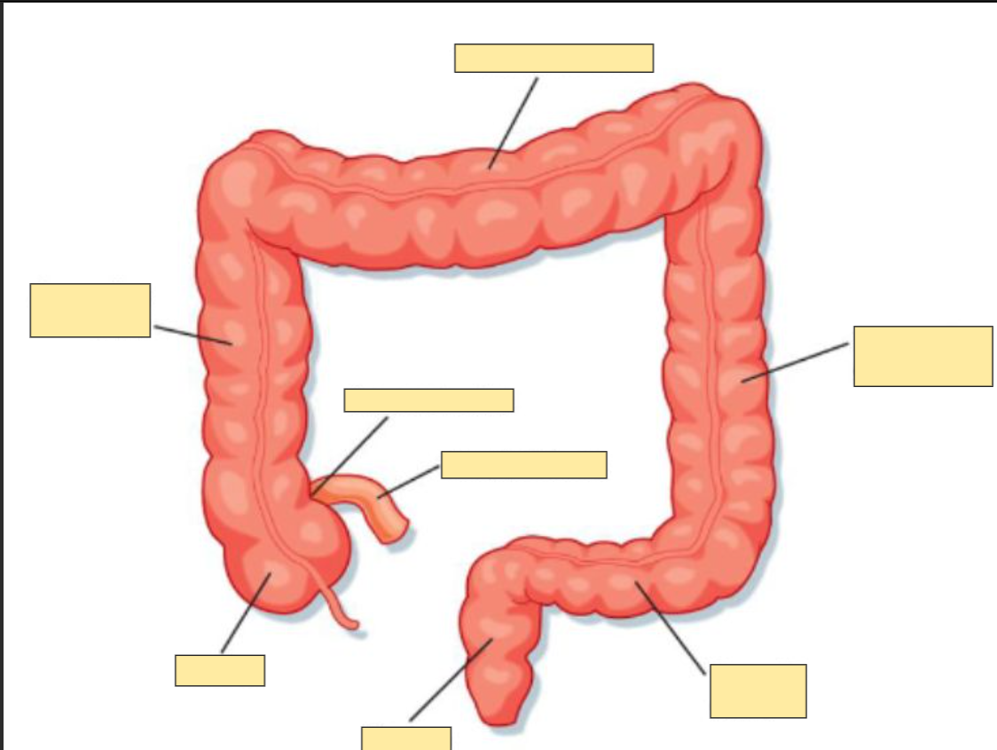 <p>anatomy of the large intestine</p>