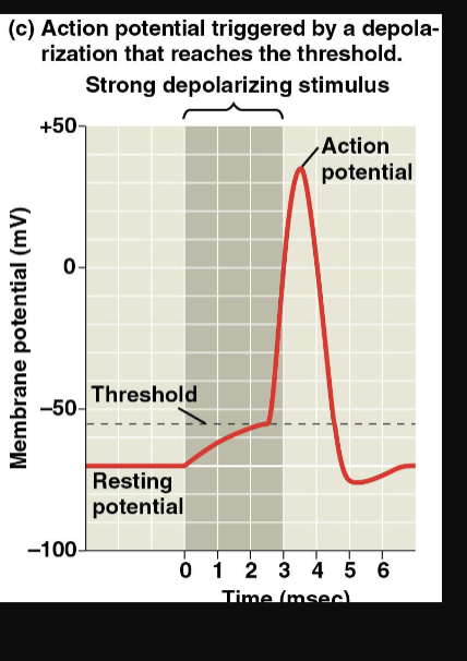 <p><span>• </span><span style="color: purple;"><strong>Action Potential</strong></span><span><br>• Brief, </span><span style="color: purple;"><strong>all-or-none</strong></span><span> depolarization of a<br>neuron’s plasma membrane<br>• Generated when a graded depolarization<br>shifts the membrane potential to t</span><span style="color: purple;"><strong>hreshold</strong></span><span><br>(-55mV)<br>• Voltage-gated </span><span style="color: purple;"><strong>sodium channels open</strong></span><span><br>• </span><span style="color: purple;"><strong>Na+</strong></span><span> flows</span><span style="color: purple;"><strong> into</strong></span><span> the neuron<br>• </span><span style="color: purple;"><strong>Repolarization </strong></span><span>occurs when sodium<br>channels are inactivated and voltage-gated<br></span><span style="color: purple;"><strong>potassium channels open</strong></span></p>